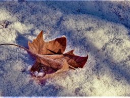 Wolfgang Teuber "Blatt im Schnee"